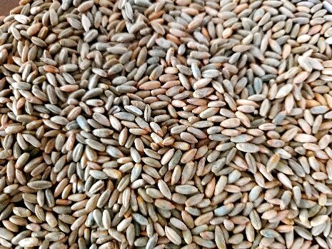 einkorn grains